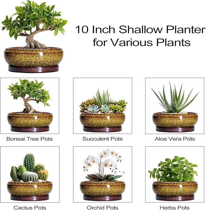 Bonsai Pots Ceramic - 10 Inch Succulent Planters Indoor Outdoor, Shallow Planter with Drainage Hole and Saucer, Round Planter Bowl, Succulent Pots, House Decor, Gifts for Plant Lover, Yellow