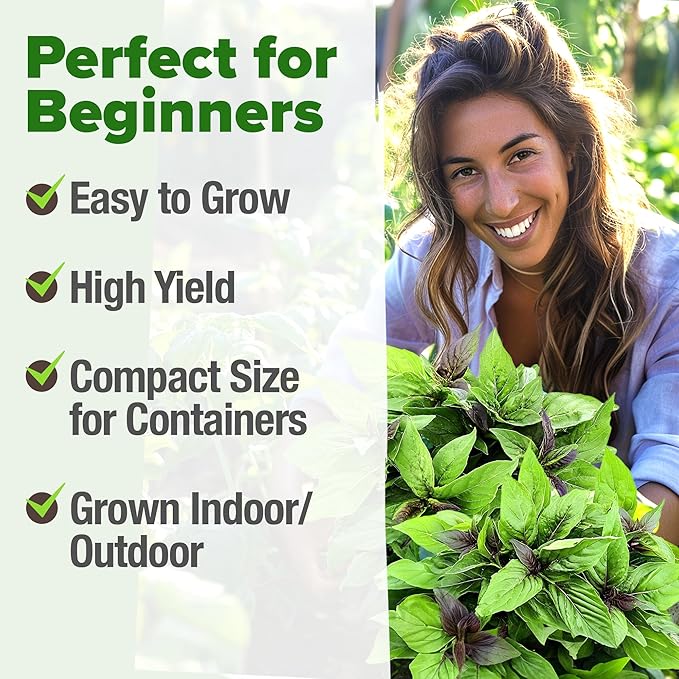 HOME GROWN Thai Basil Seeds Pack - 438 High Germination 𝗡𝗢𝗡-?𝗠𝗢 𝗨𝗦𝗔 Heirloom Herb Seeds for Planting,Ideal for Growing Fresh Basil Planting Indoor or Outdoor(Ocimum basilicum VAR.thyrsiflora)