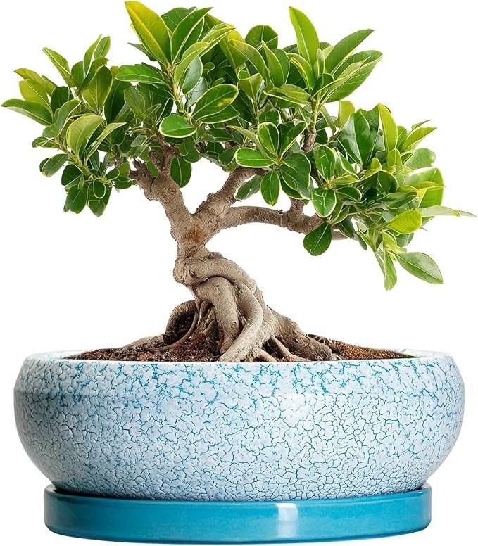 Bonsai Pots Small - 6 Inch Succulent Pots with Drainage Hole and Saucer, Succulent Planters for Indoor Outdoor, Shallow Plant Pot, Round Bonsai Planter, Office Decor, Plant Lover Gifts, Blue