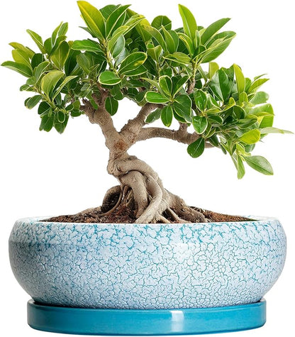 Bonsai Pots Small - 6 Inch Succulent Pots with Drainage Hole and Saucer, Succulent Planters for Indoor Outdoor, Shallow Plant Pot, Round Bonsai Planter, Office Decor, Plant Lover Gifts, Blue