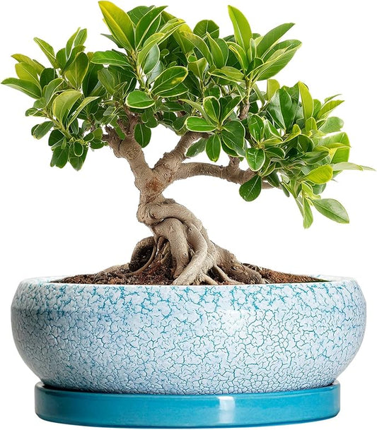Bonsai Pots Small - 6 Inch Succulent Pots with Drainage Hole and Saucer, Succulent Planters for Indoor Outdoor, Shallow Plant Pot, Round Bonsai Planter, Office Decor, Plant Lover Gifts, Blue