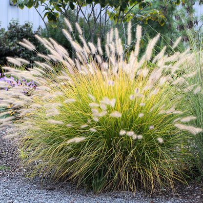 Pack 3 Fountain Grass Plants Live, 5-9 Inch Tall, Ornamental Grasses Live Plants Perennial, Well-Rooted Perennial Grass Clumps (White Fountain Grass)