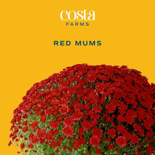 Costa Farms Live Plants – Fall Mums 8-Pack (Red) in Grower Pots | 1 Qt. Seasonal Houseplants & Outdoor Flowers for Porch, Patio, or Garden | Ships in Bud Form for Longer Bloom