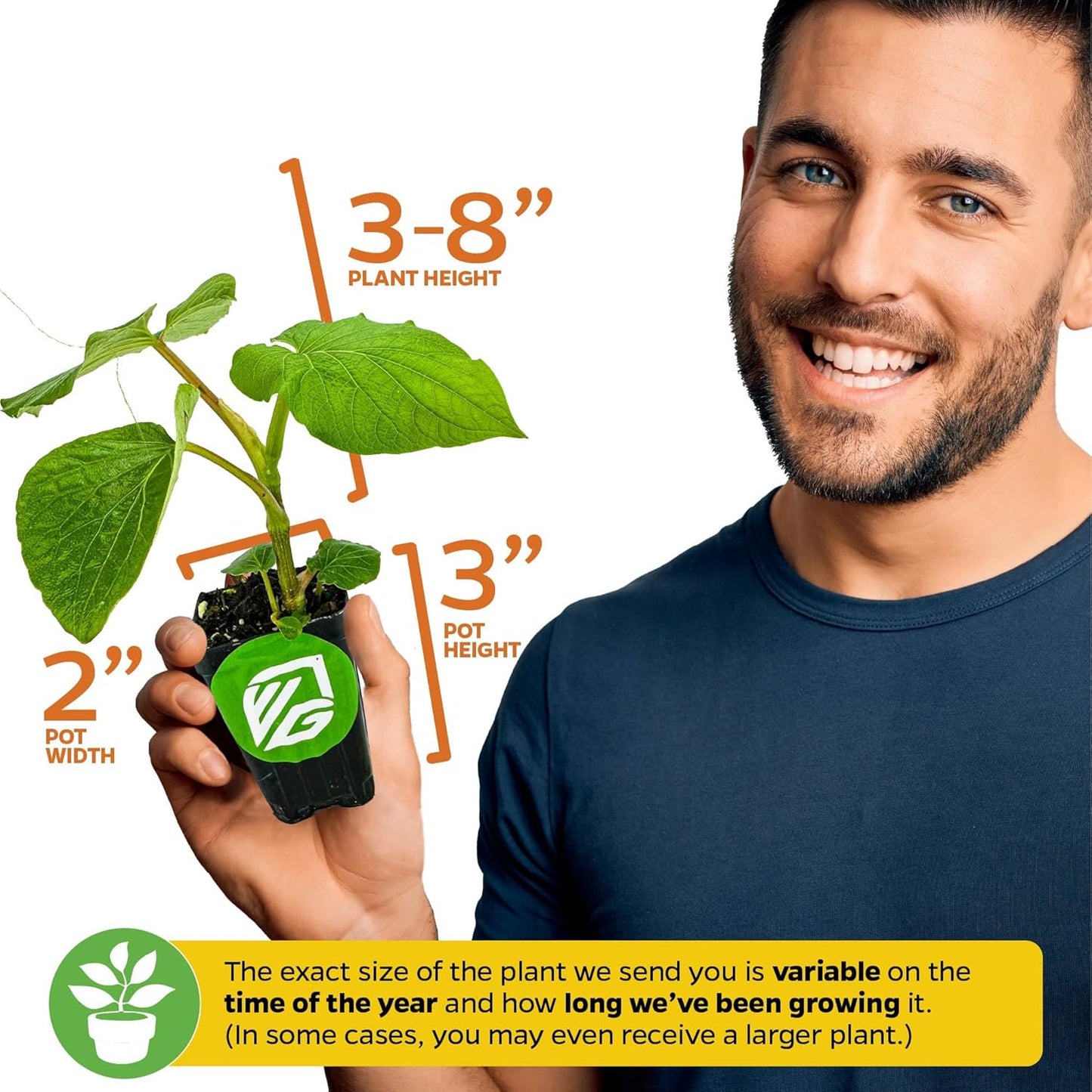 Black Pepper - Piper nigrum - Wellspring Gardens Starter Plant, Live Peppercorn Tree, Herb for Indoor/Outdoor Growing, Dwarf Fruit Plant, Ready for Planting in Gardens, Variety for Cooking and Spices