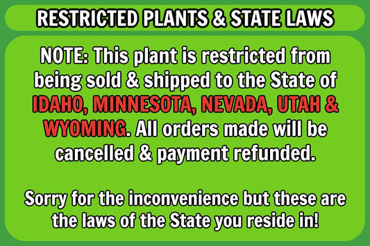 Greenwood Nursery: Live Perennial Plants - Mojito Mint + Mentha Villosa - [Qty: 2X 3.5 Pots] - (Click for Other Available Plants/Quantities)