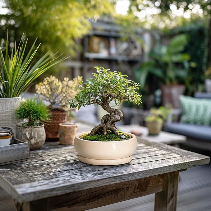 Succulent Pots 8 Inch - Ceramic Bonsai Pots with Drainage Hole and Tray, Shallow Plant Pot Indoor Outdoor, Bonsai Tree Pot, Round Modern Planter Bowl, Garden Decor, Gardening Gift, Beige