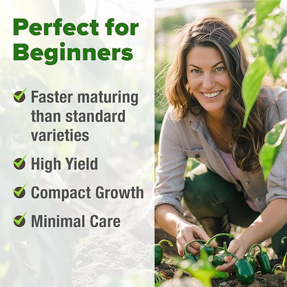 HOME GROWN 𝗨𝗦𝗔 𝗣𝗥𝗘𝗠𝗜𝗨𝗠 Jalapeno Pepper Seeds – 129 𝗡𝗢𝗡-𝗚?𝗢 Heirloom Seeds (Capsicum annuum) – High Germination, Easy to Grow, Early Harvest Hot Peppers