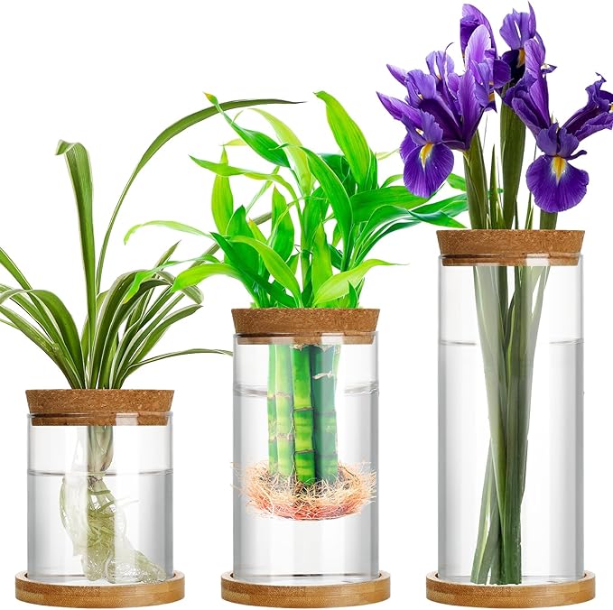 Maxcheck 3 Pcs 3 Sizes Plant Propagation Station Separated Glass Plant Terrarium Water Hydroponic Planter Holder with Lid and Wooden Stand Propagation Vase Pot for Home Indoor Office(Various Sizes)