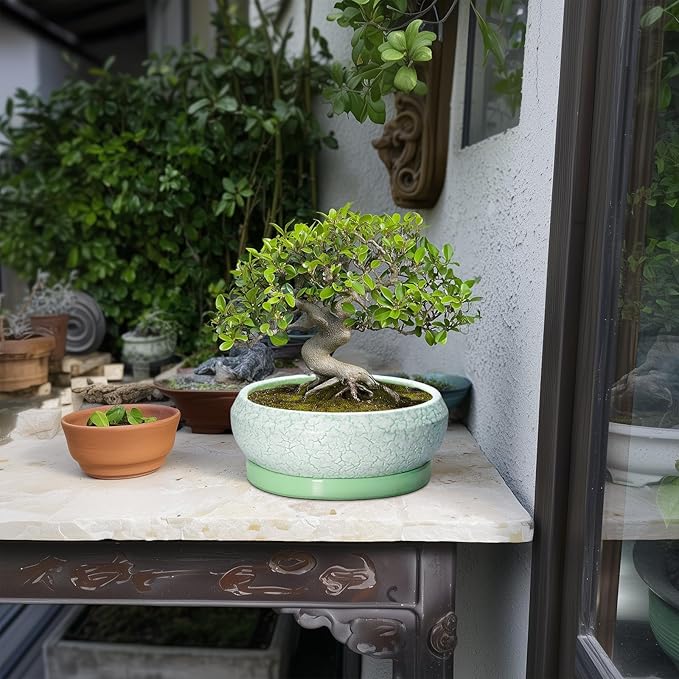 Bonsai Pots Ceramic - 8 Inch Succulent Pots Indoor Outdoor, Shallow Planters with Drainage Hole and Tray, Ceramic Planter Bowl, Round Planter, Apartment Decor, Gifts for Plant Lovers, Green