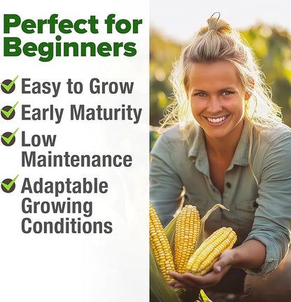 HOME GROWN 𝗨𝗦𝗔 𝗣𝗥𝗘𝗠𝗜𝗨𝗠 Golden Bantam Corn 1 Pack 100 𝗡𝗢𝗡-𝗚𝗠𝗢 Heirloom Vegetable Seeds Grow Sweet Corn Outdoors Easy for Beginners & Great for Home Gardeners High Germination (Zea mays)