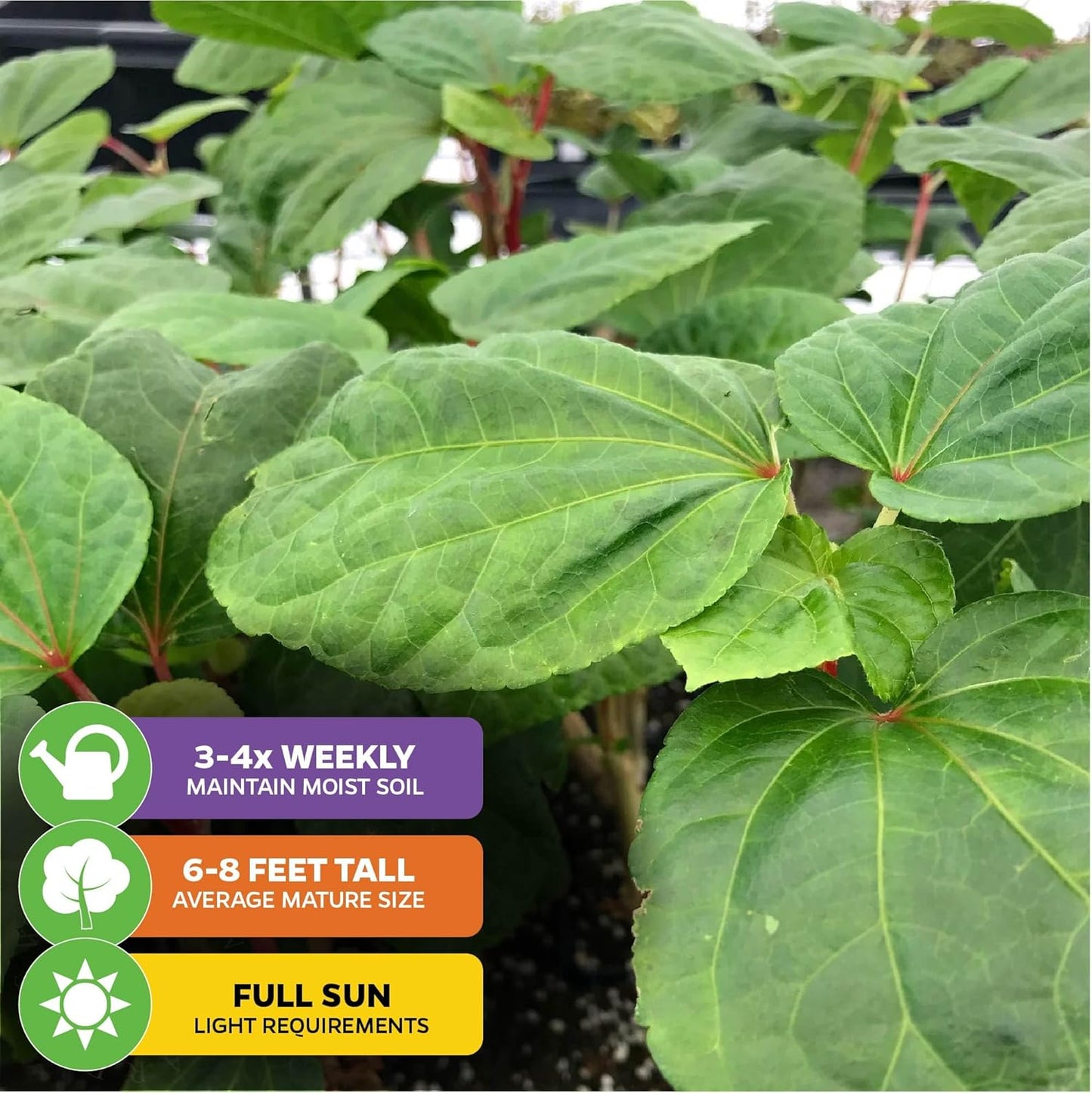 Kiko's Crump South Sea Salad Tree (BeLe Tree) Live Plant - Abelmoschus manihot - Wellspring Gardens Salad Tree Starter Plant - Live Vegetable Plant - Easy to Grow - Ideal for Outdoor & Indoor Planting