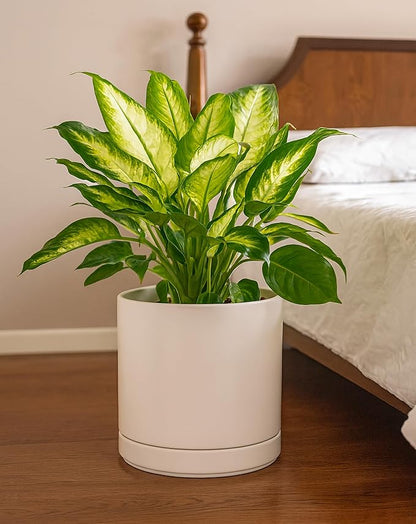 D'vine Dev 10 Inch Ceramic Planter Pot with Drainage Hole and Saucer, Indoor Cylinder Round Planter Pot, Oatmeal, 94-O-E-8