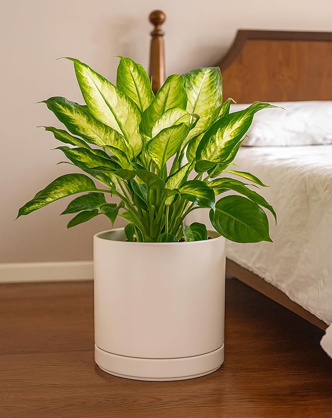 D'vine Dev Set of 2 Plants Pots, 10 Inch Ceramic Planter Pot for Plants with Drainage Hole and Saucer, Oatmeal, 94-V-E-8