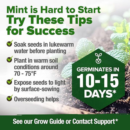 HOME GROWN 𝗨𝗦𝗔 𝗣𝗥𝗘𝗠𝗜𝗨𝗠 Common Mint Seeds (Bulk Pack) 1,800 𝗡𝗢𝗡-𝗚𝗠𝗢 Heirloom Herb Seeds, USA Sourced | Ideal for Planting Outdoors or Indoors for a Fresh Mint Tea Garden (Mentha spp)