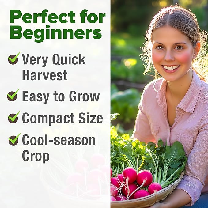 HOME GROWN 𝗨𝗦𝗔 𝗣𝗥𝗘𝗠𝗜𝗨𝗠 Cherry Belle Radish Seeds 800+ 𝗡𝗢𝗡-𝗚𝗠𝗢 Heirloom Vegetable Seeds for Planting Outdoors Harvest in 30 Days Red Radishes, Spring and Fall Gardens (Raphanus Sativus)