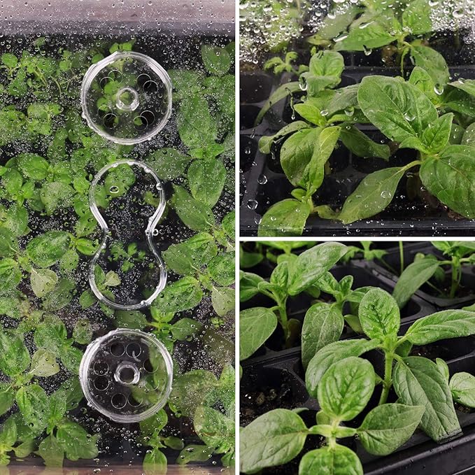 SOLIGT [Thick Plastic] 3-Set Strong Seed Starter Trays with 5" Humidity Domes for Seed Starting, Germination, Seedling Propagation & Plant Growing, Holds 144 Cells in Total
