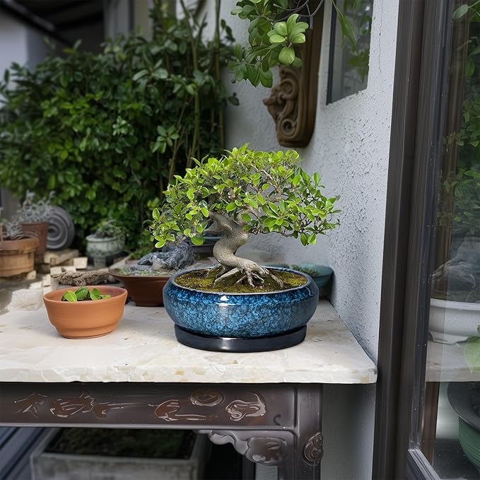 Bonsai Pots 8 Inch - Ceramic Succulent Planter for Indoor Outdoor, Round Bonsai Planter with Drainage Hole and Saucer, Shallow Ceramic Planters Bowl, Patio Decor, Housewarming Gift, Blue
