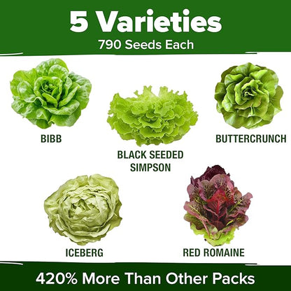 HOME GROWN 5 Lettuce Seed Pack – 3950 Heirloom Vegetable Seeds for Indoor, Outdoor, or Hydroponic Growing – Black Seeded Simpson, Red Romaine, Bibb, Buttercrunch, Iceberg Varieties (Lactuca Sativa)