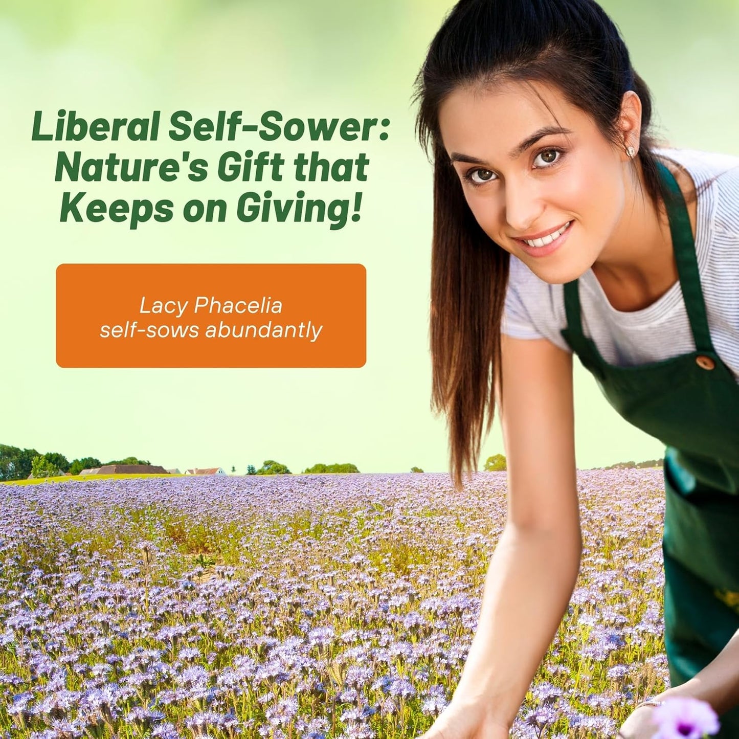 Outsidepride Lacy Phacelia Seeds for Planting - 5000 Pcs Annual, Drought-Tolerant Wildflower Seeds w/Light Violet Flowers, Ideal for Pollinator Gardens, Erosion Control, & Attracts Bees & Butterflies