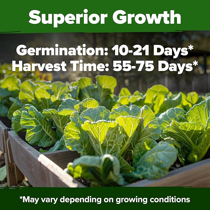 HOME GROWN 𝗨𝗦𝗔 𝗣𝗥𝗘𝗠𝗜𝗨𝗠 Collard Green Seeds - 300 Seeds for Fall Planting - High Germination 𝗡𝗢𝗡-𝗚𝗠𝗢 Heirloom Vegetable Seeds, Vates Collard Greens Seed Pack (Brassica oleracea)