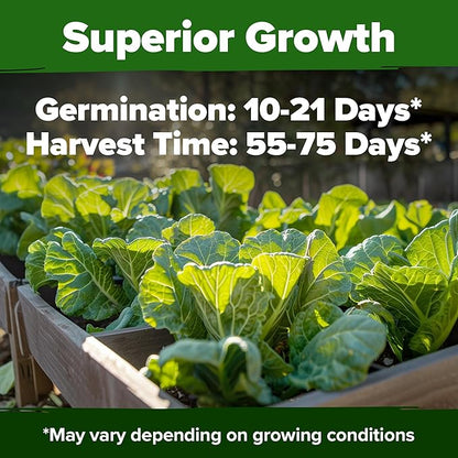 HOME GROWN 𝗨𝗦𝗔 𝗣𝗥𝗘𝗠𝗜𝗨𝗠 Collard Green Seeds - 300 Seeds for Fall Planting - High Germination 𝗡𝗢𝗡-𝗚𝗠𝗢 Heirloom Vegetable Seeds, Vates Collard Greens Seed Pack (Brassica oleracea)