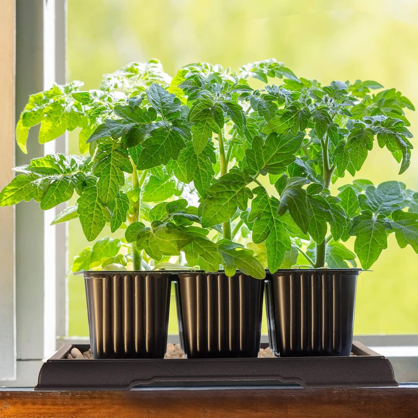 Pinkunn 6 Pcs Bonsai Humidity Tray Drip Tray Plastic Plant Water Catcher Plant Saucers for Indoors and Outdoors Cactus,Succulents,Bonsai Tree,Stone Not Included (7.8 x 5.5 Inch)