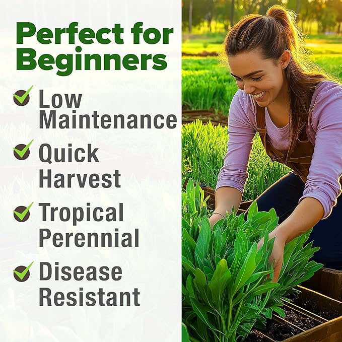 HOME GROWN 𝗨𝗦𝗔 𝗣𝗥𝗘𝗠𝗜𝗨𝗠 Culantro Seeds 360 Herb Seeds for Planting Non-GMO Heirloom Variety, Robust Flavor, Thrives in Heat, Grows Indoors or Outdoors, Cilantro Substitute (Eryngium Foetidum)