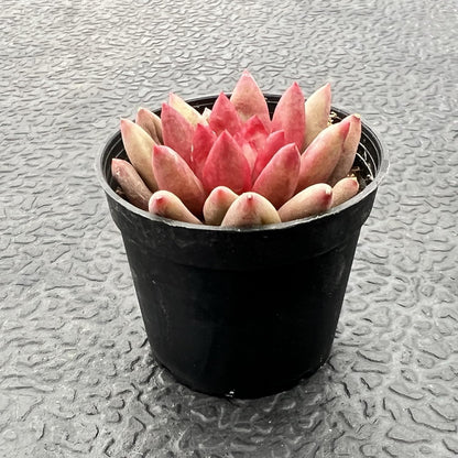 Sprout N Green Echeveria Goldfish, Rare Live Succulent Plant Fully Rooted in 2" Planter with Soil, Home Office Indoor Outdoor Wedding Decoration DIY Projects Party Favor