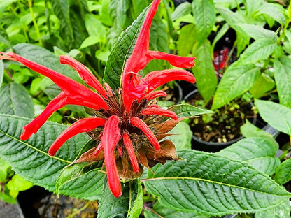Greenwood Nursery: Live Perennial Plants - Bee Balm Jacob Cline + Monarda Didyma - [Qty: 5X Pint Pots] - (Click for Other Available Plants/Quantities)