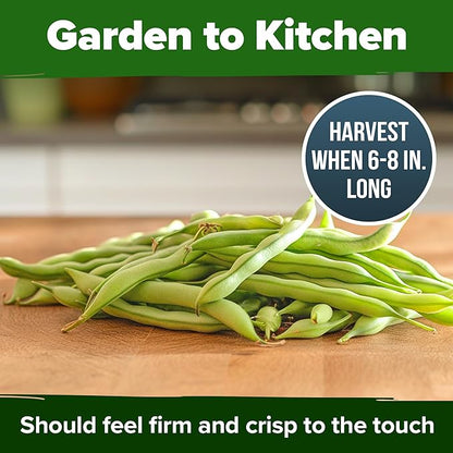 HOME GROWN 𝗨𝗦𝗔 𝗣𝗥𝗘𝗠𝗜𝗨𝗠 Contender Bush Bean Pack - 28 𝗡𝗢𝗡-𝗚𝗠𝗢 Heirloom Green Beans, Vegetable Seeds for Planting, Emergency Food Supply (Phaseolus vulgaris)