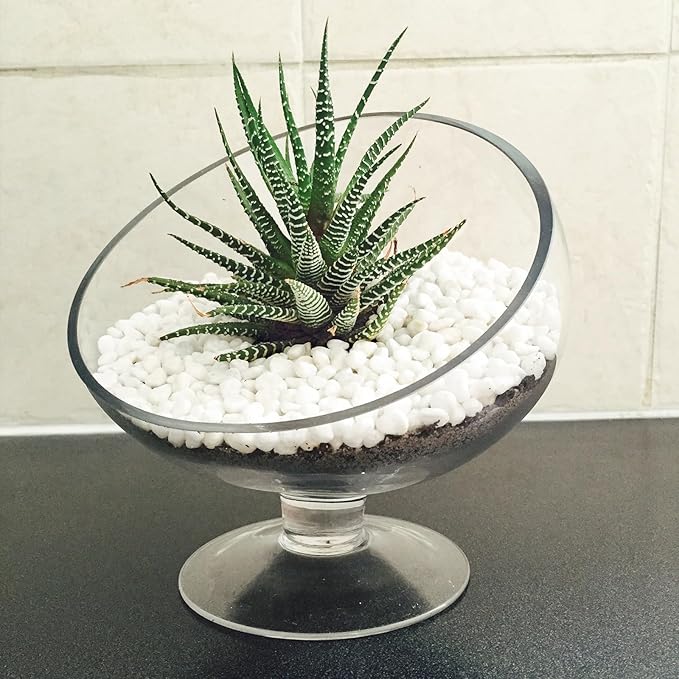 10 LB White Pebbles for Plants, 3/8 inch White Rocks for Vases Landscaping, Small Decorative Stones for Indoor Outdoor, Polished