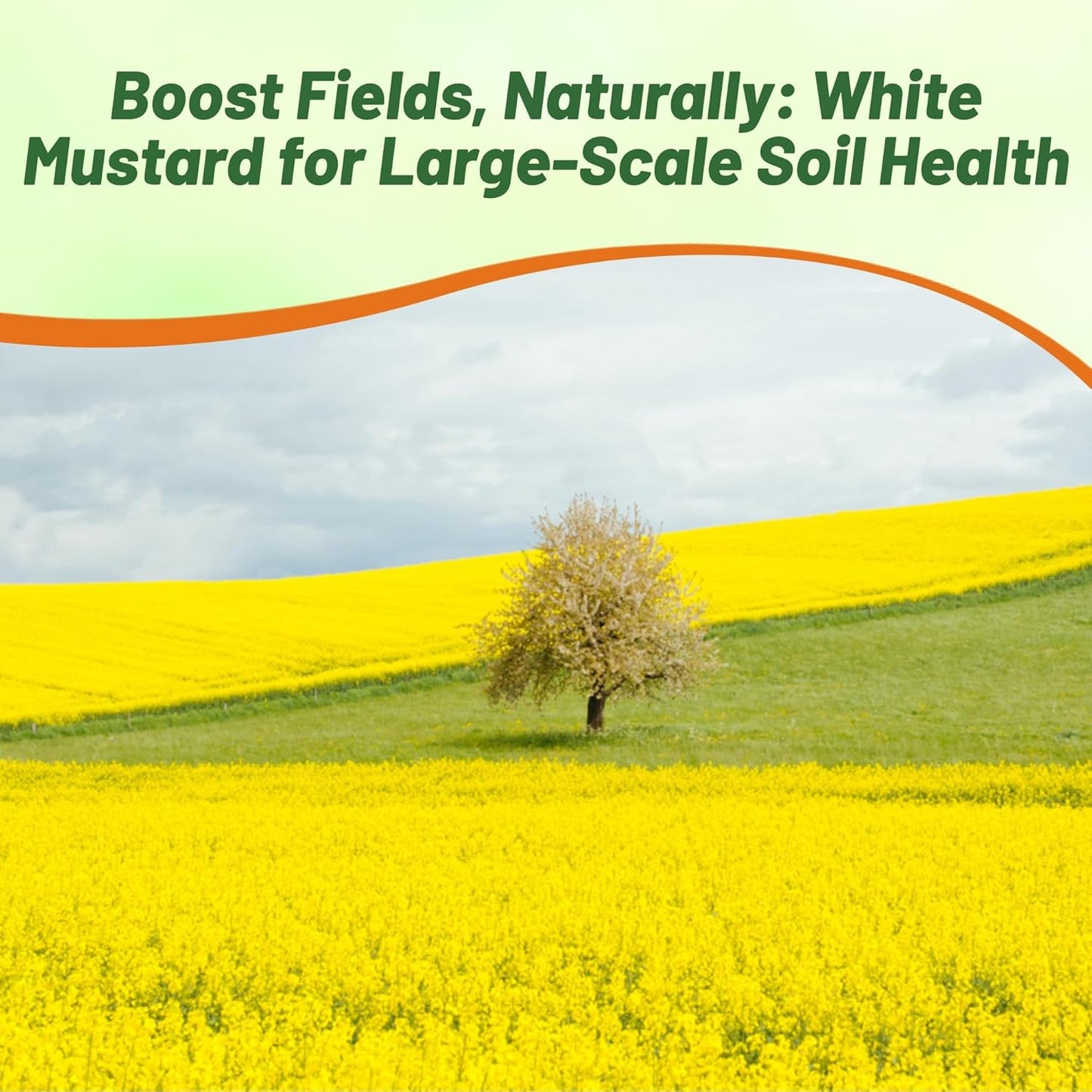 Outsidepride White Mustard Seeds for Planting - 5 lb Annual Cover Crop Seeds w/Deep Root System, High Protein Forage, Ideal for Soil Fertility, Crop Rotations, & Livestock Nutrition