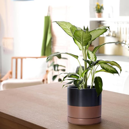 D'vine Dev 6.5 Inch Ceramic Planter Pot with Drainage Hole and Saucer, Indoor Cylinder Round Planter Pot, Black/Speckled Tan, 94-O-C-7