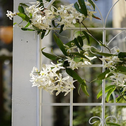 2 Pack Metal Garden Trellis 71" H Fence Rustproof Garden Trellis for Climbing Plants Support Roses Flower Outdoor Lawn, Cream White