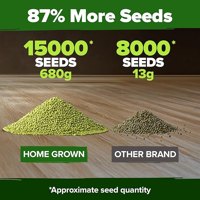 HOME GROWN Mung Beans Seeds Pack 1.5 lb – 𝗨𝗦𝗔 Over 15,000 Sprouting Seeds – Grow Fresh Mung Bean Sprouts or Microgreens for Quick, Easy, Nutrient-Packed Food for Your Daily Meals (Vigna Radiata)