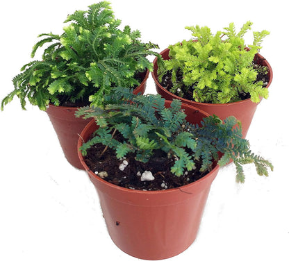 3 Club Moss Plants - Selaginella - Terrariums, Fairy Gardens - 2" Pots