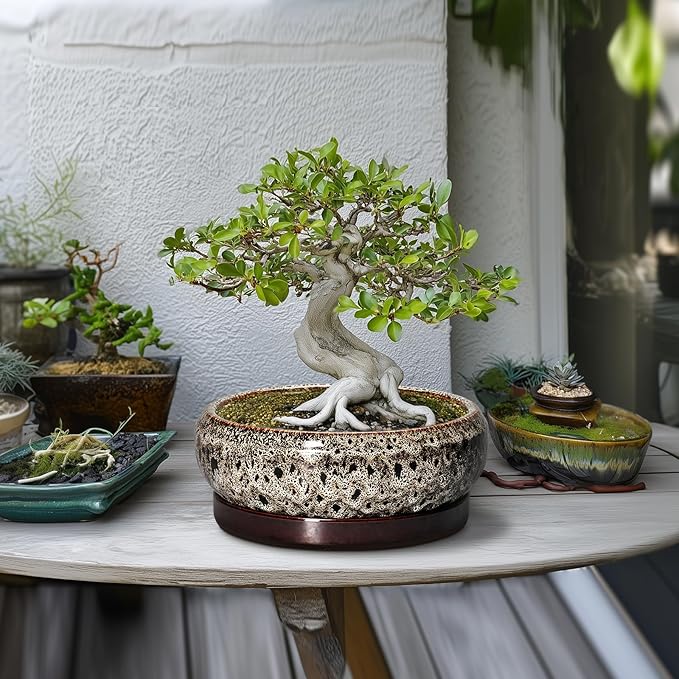 Succulent Pots 10 Inch - Ceramic Bonsai Pots with Drainage Hole and Tray, Large Succulent Planters, Shallow Planter Indoor, Round Planter Bowl, Window Decor, Gifts for Plant Lovers, White