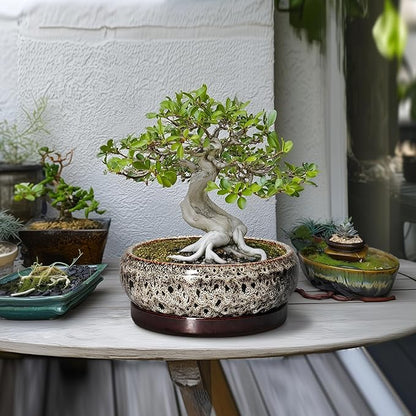 Succulent Pots 10 Inch - Ceramic Bonsai Pots with Drainage Hole and Tray, Large Succulent Planters, Shallow Planter Indoor, Round Planter Bowl, Window Decor, Gifts for Plant Lovers, White