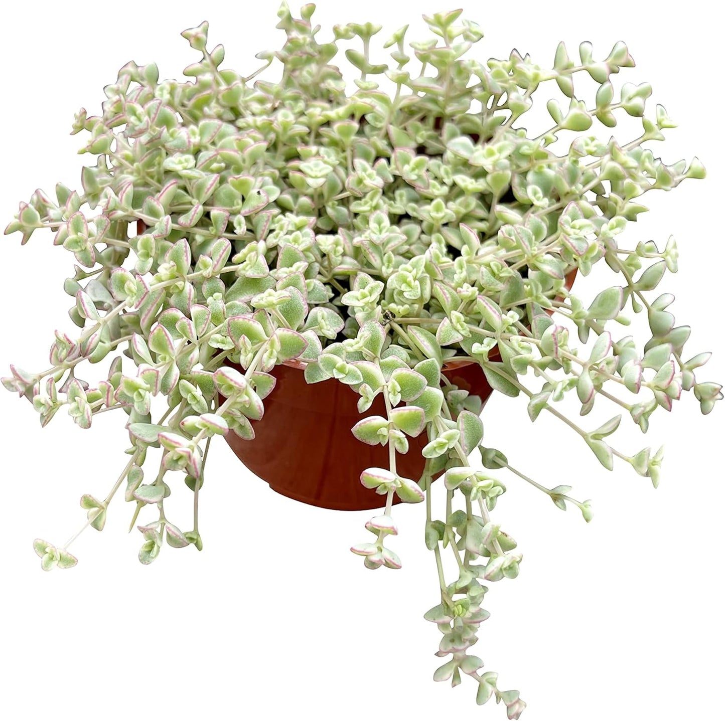 Live Succulent 4" Sedum Little Missy Variegated, Succulents Plants Live, Succulent Plants Fully Rooted, House Plant for Home Office Decoration, DIY Projects, Party Favor Gift by The Succulent Cult