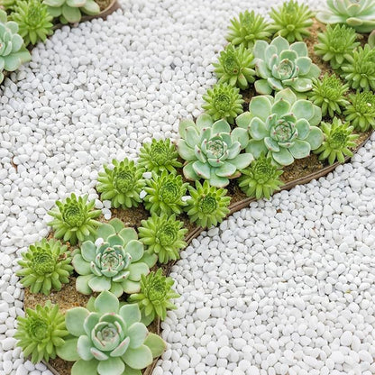 Mr. Fireglass 10 lbs White Pebbles,1/5" Natural Decorative River Rocks Aquarium Gravel for Indoor Plants, Vases, Succulents and Outdoor Garden Landscaping