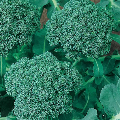 Waltham 29 Broccoli Seeds | Non-GMO Bulk Heirloom Broccoli Seeds for Sprouting, Microgreens, Vegetable Gardening, Garden Salad Garnishes, & More (1 Lb)