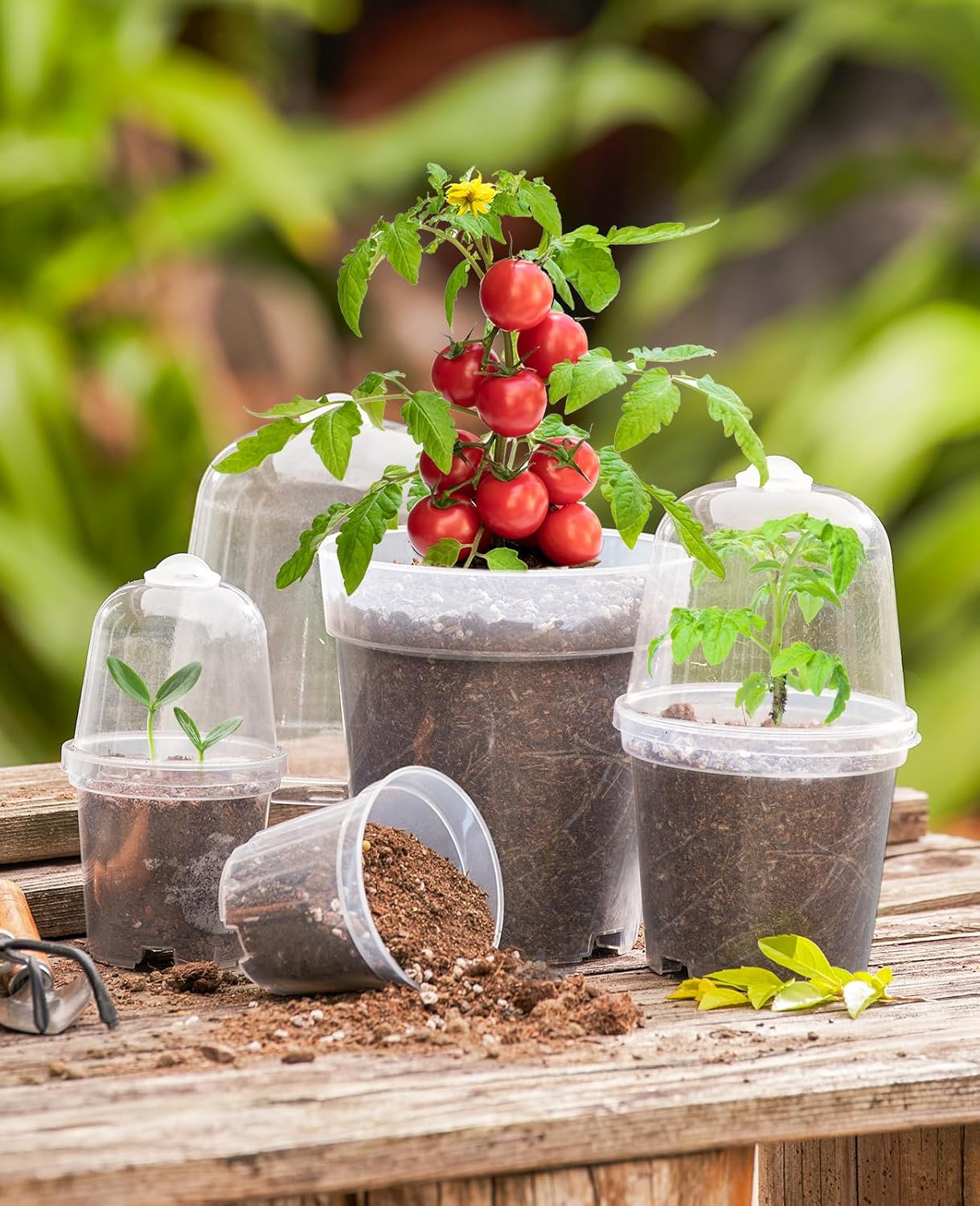 homenote Clear Nursery Pots for Plants,3/4/5 Inch Plant Pot for Planting with Humidity Domes Plastic Seedling with Drainage Holes Seed Starter Flower High Transparency (15 Pack)