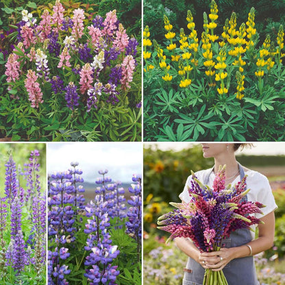 Eden Brothers Lupine Flower Mixed Seeds for Planting, 5 lb, 2,400,000+ Seeds with Russell, Arroyo, Yellow, Sky Lupine | Attracts Pollinators, Plant in Spring or Fall, Zones 3, 4, 5, 6, 7, 8, 9, 10