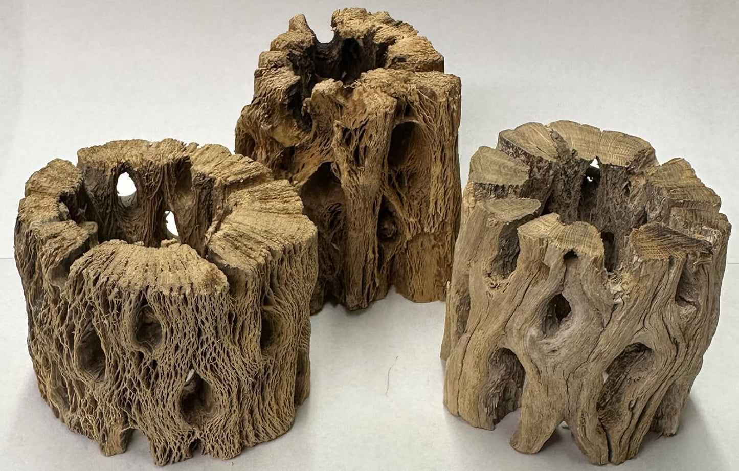 3 Natural Cholla Wood Air Plant Display Holders Individually Unique Round Decorative Stands (3 Pack Cholla Rounds)