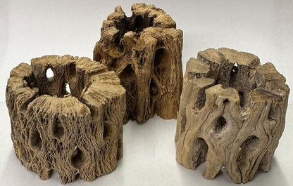 3 Natural Cholla Wood Air Plant Display Holders Individually Unique Round Decorative Stands (3 Pack Cholla Rounds)