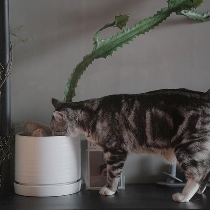 8 Inch Pots for Plants, Ceramic Planter Pot with Drainage Hole & Saucer, Indoor/Outdoor Cylinder Round Planter Pot, Matte White