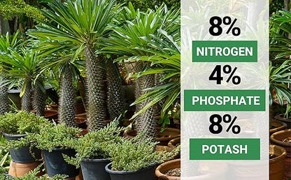 8-4-8 Professional Palm Tree Fertilizer Plant Food; for Indoor Potted Plants and Outdoor Landscape Palm Trees; Quick-Release Nitrogen Fertilizer and Continuous Feeding (5 QUARTS)