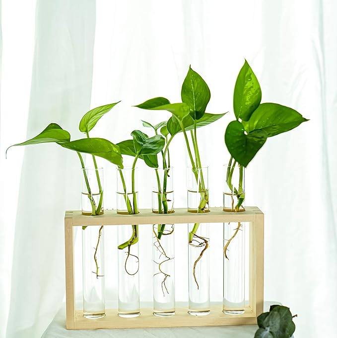 Wooden Propagation Station with 5 Glass Test Tubes, Tabletop Glass Terrarium Holder for Plant Cuttings Hydroponics, Home Office Desk Decor Gift for Women Mom Plant Lovers, Beige