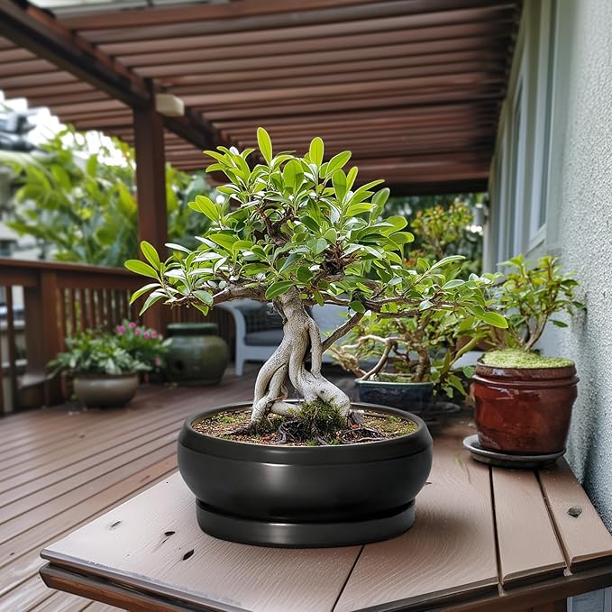 Bonsai Pots 13 Inch - Large Ceramic Succulent Pots with Drainage Hole and Tray, Round Planter Bowl Indoor Outdoor, Modern Shallow Planters, Home Living Room Decor, Gardening Gifts, Black