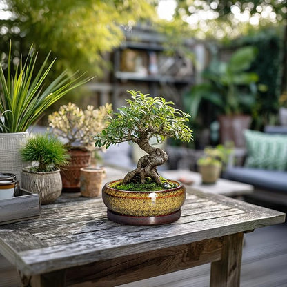 Small Bonsai Pots - 6 Inch Ceramic Succulent Planters with Drainage Hole and Saucer, Shallow Round Planter Indoor Outdoor, Cactus Succulent Pots, Living Room Decor, Plant Lover Gift, Yellow